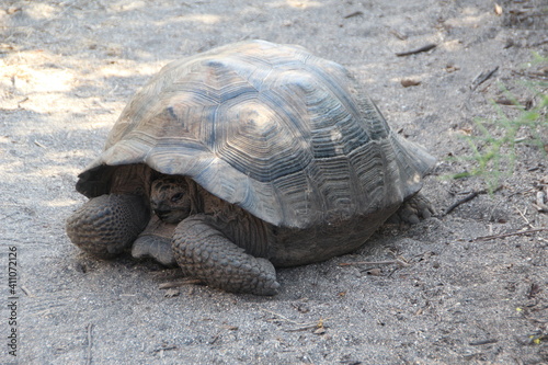 Giant tortoise on the Galapagos Islands.