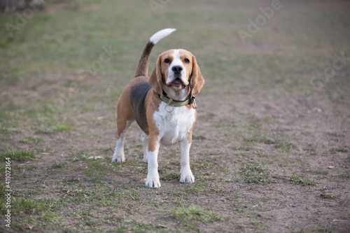 beagle dog sitting on the grass