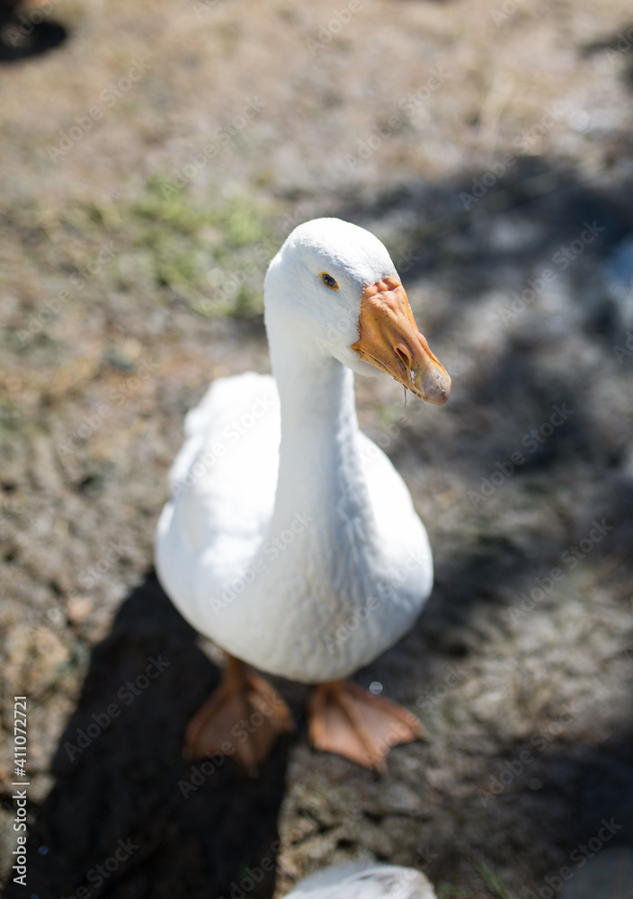 Fototapeta premium white duck on the grass