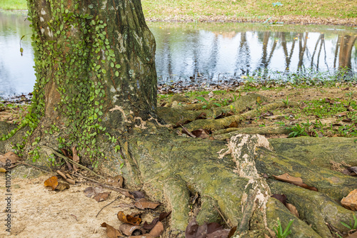 View of a tree trunk overgrown with lichen. Reflection of the trees in the water of the small pond. The leaves of the lichen curl around the tree. Old tropical tree with big roots on a lake