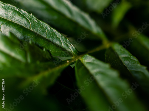 Green leaves