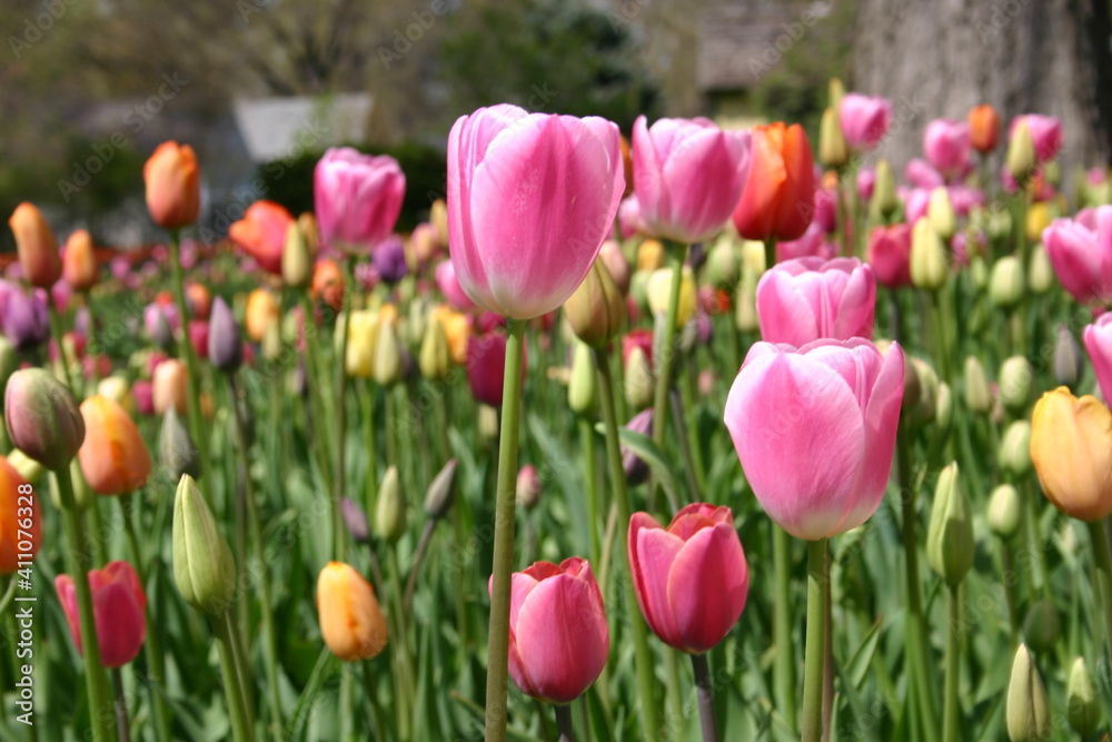 Pink Tulips in Garden