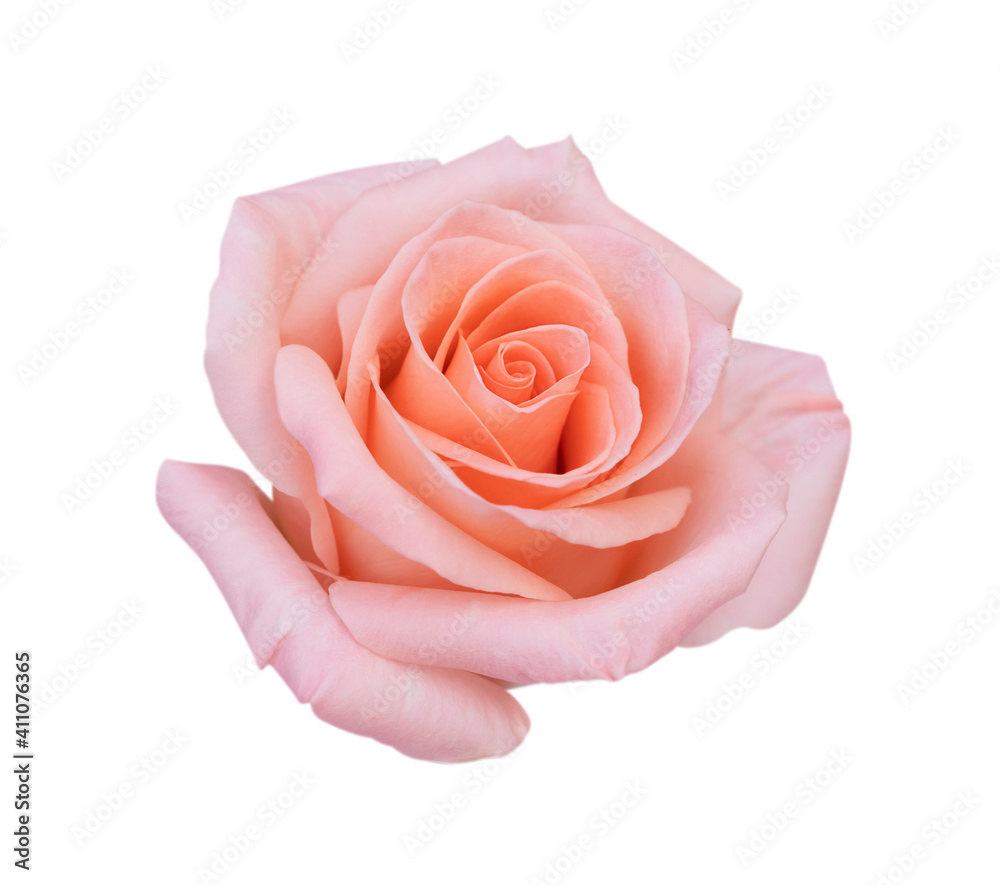 Pink rose flower isolated on white background, soft focus and clipping path. Pink rose flower isolated on white background, soft focus and clipping path.