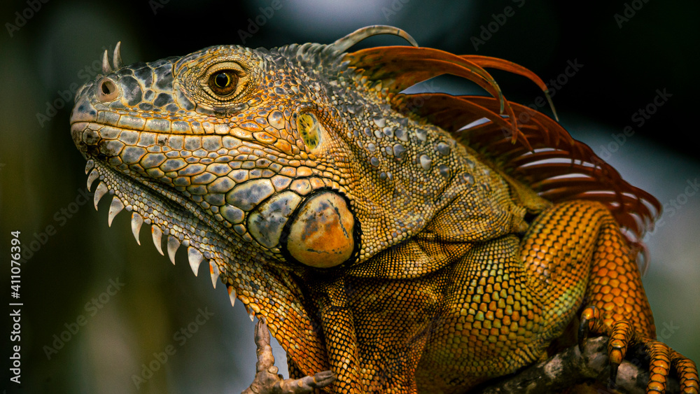 Fototapeta premium Iguana posando