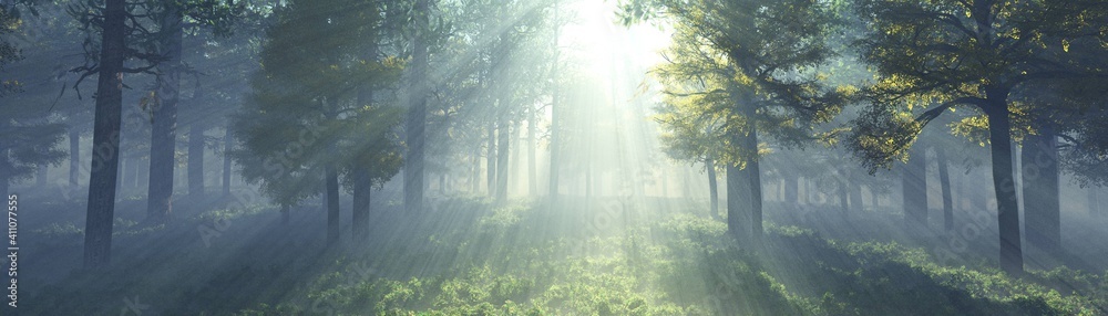 Beautiful park in the rays of the sun in the morning in the fog, forest in the haze, sunlight among the trees, trees in the sunlight