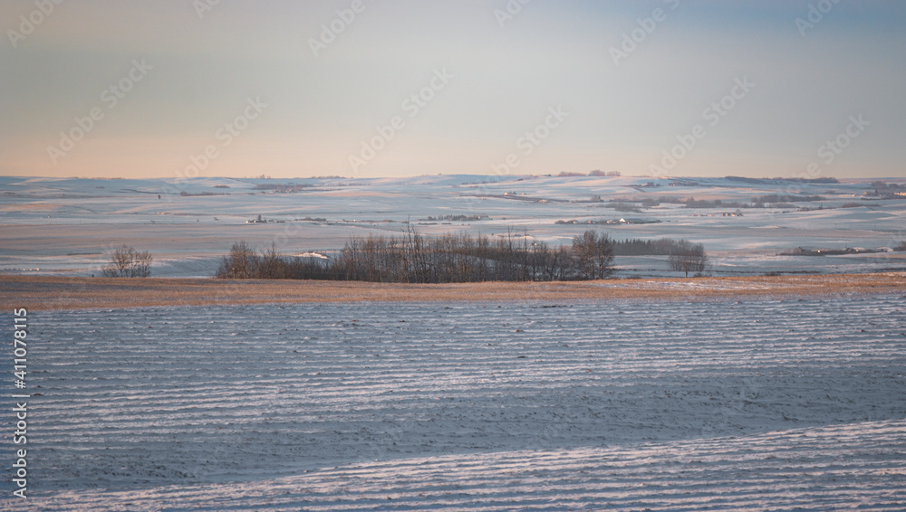 Alberta winter wheat farm landscape