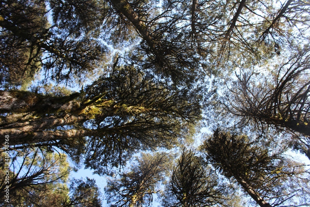 Obraz premium trees and sky