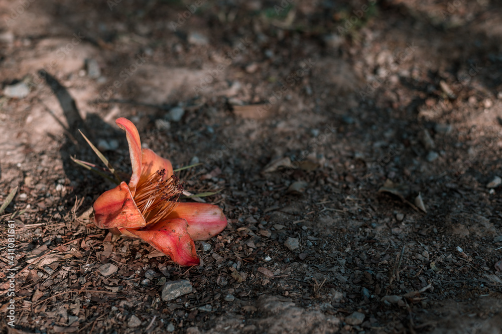 Bombax ceiba flowers blooming on ground Bombax ceiba flowers blooming on ground