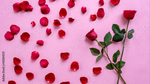 Red Rose Flowers in pink background for valentines day gift