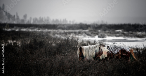 Legend Horse of Chinggis khaan's nations photo