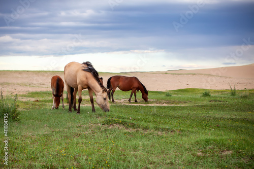 Legend Horse of Chinggis khaan's nations © Alex