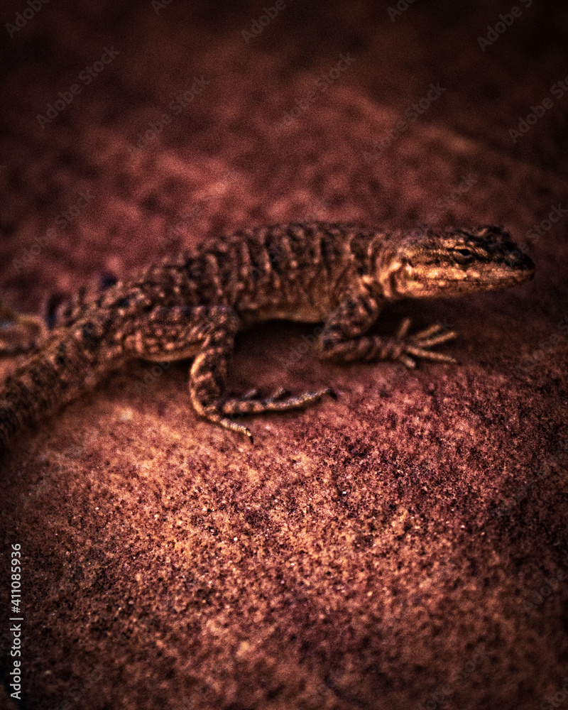 Naklejka premium lizard on a stone with rough texture