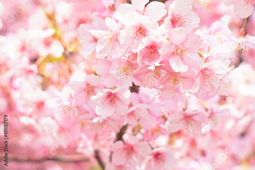 満開の河津桜  © Yu