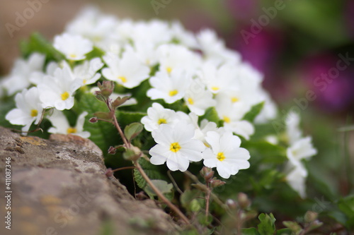 flowers in the garden
