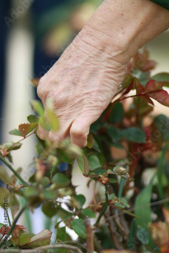 woman hand picking a rose
