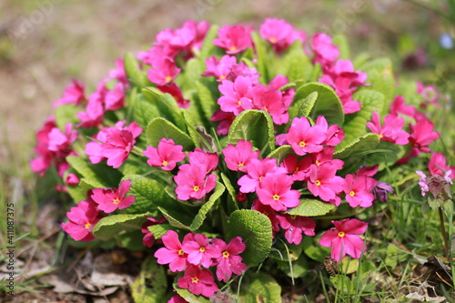 pink flowers in the garden bulgaria