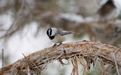 Mountain Chickadee in Utah feeder