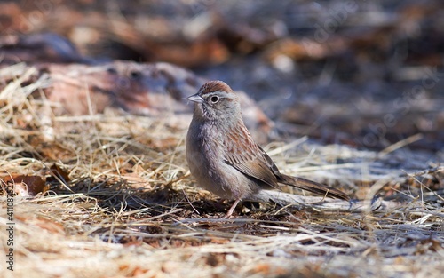 Rufous-crowned Sparrow seen in Utah