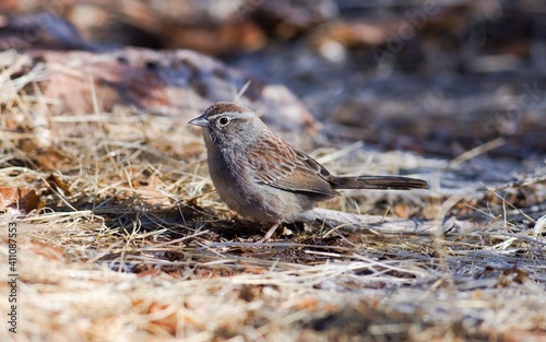 Rufous-crowned Sparrow seen in Utah