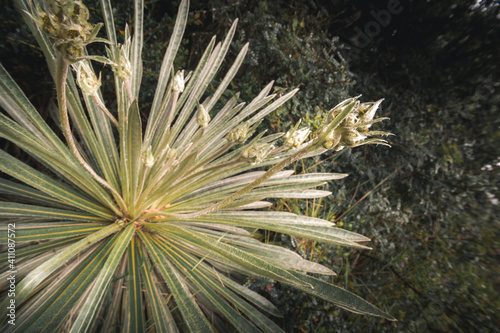 andean forest