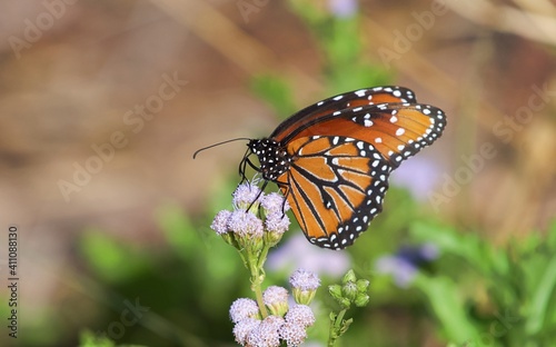 Butterfly captured in south Texas