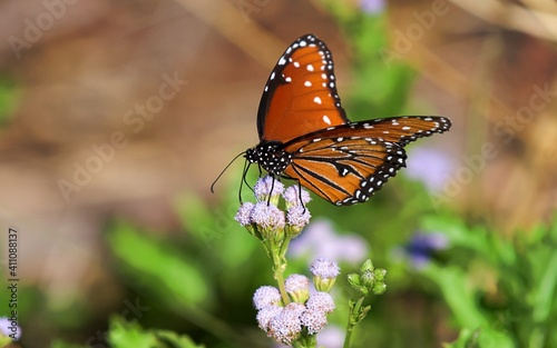 Butterfly captured in south Texas