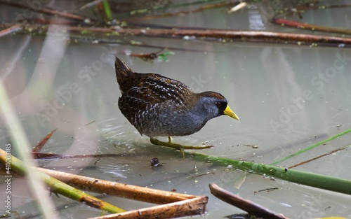 Sora wading along the shore in Texas swamp