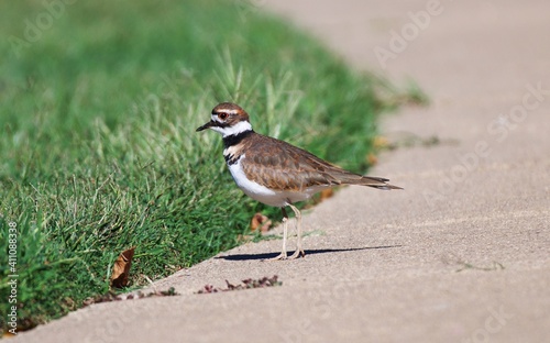 Killdeer shot taken by sidewalk alongside local pond