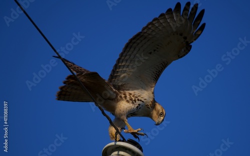 Red-tailed Hawk on post in Louisiana