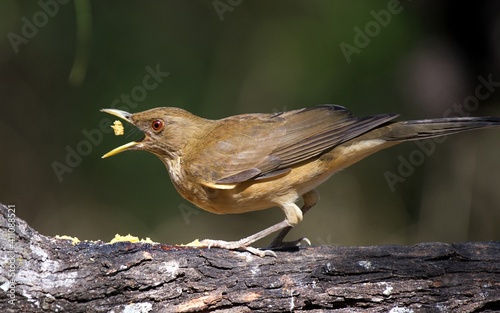 Clay-colored Thrush feeding on peanut butter from Texas feeder