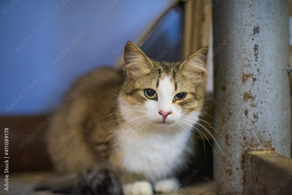 Fototapeta premium A sick stray cat lies in the basement of the house.
