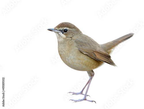 beautiful brown bird isolated on whtie background showing details from face head body tail legs and feet