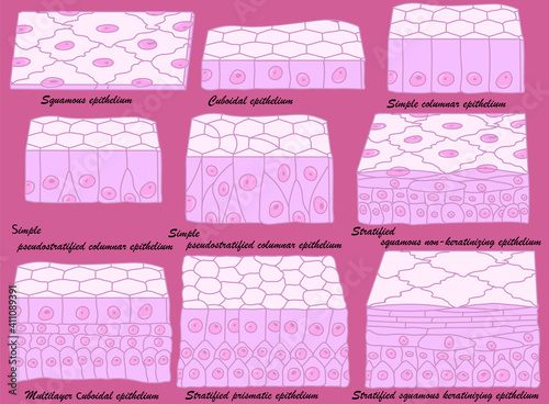 Types of epithelium. Epithelial cells in a variety of configurations. photo