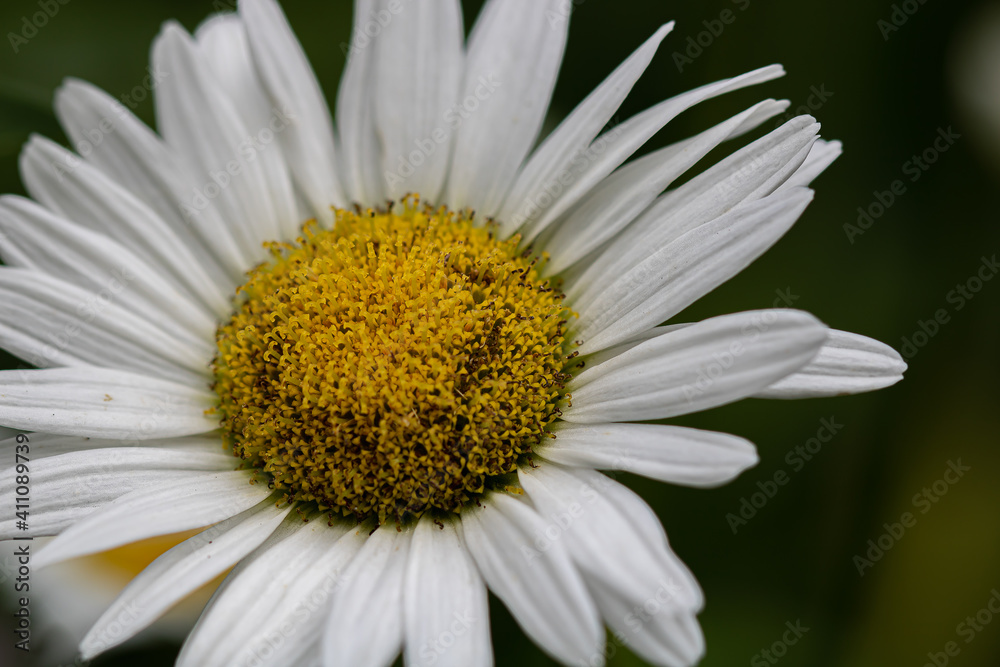 Obraz premium daisy flower closeup