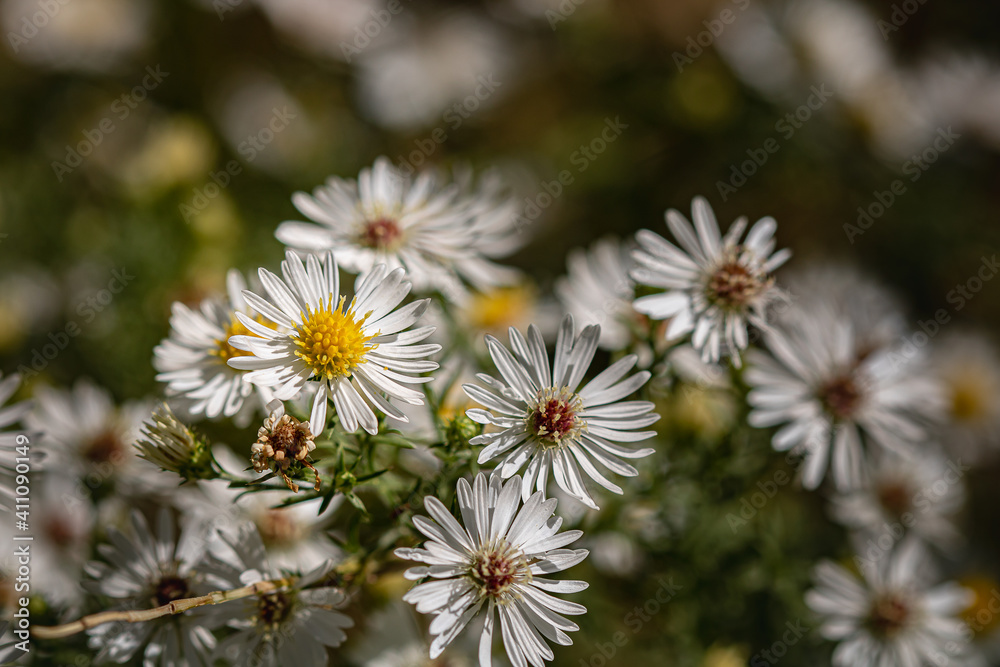 field of white and yellow flowers field of white and yellow flowers