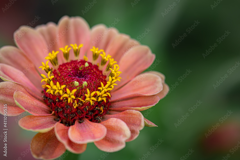 orange and yellow zinnia closeup orange and yellow zinnia closeup