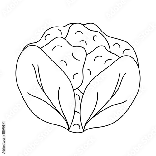 cauliflower vegetable icon, line style