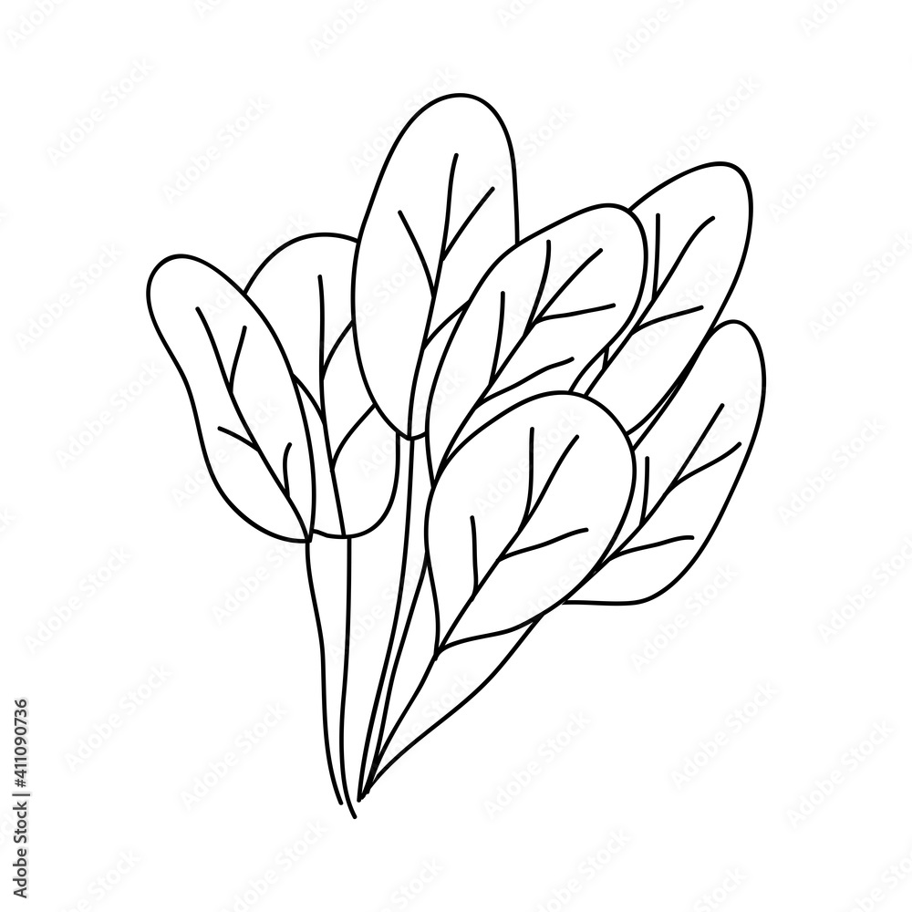spinach leaves icon, line style spinach leaves icon, line style