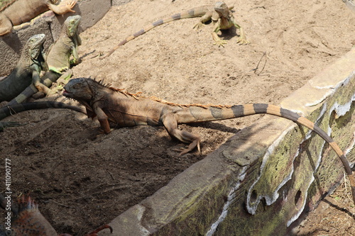 red iguana with long tail . iguana- also known as Common iguana or American iguana, is a large, arboreal, mostly herbivorous species of lizard of the genus Iguana native to Central, South America.