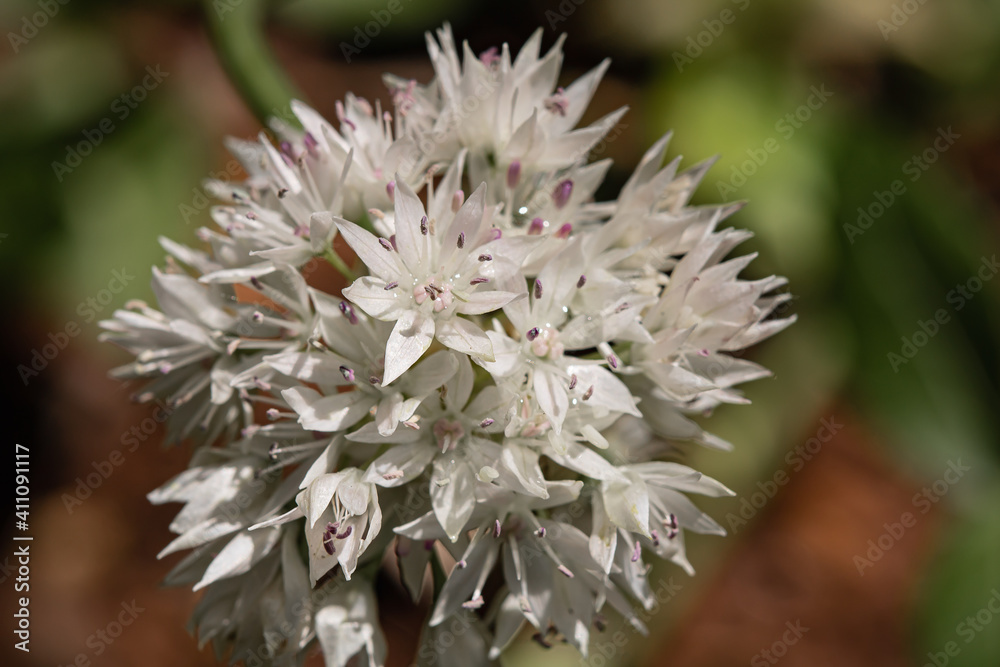close of white dicot close of white dicot
