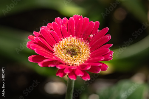 фотографія closeup of pink barberton daisy