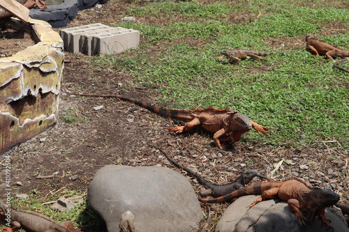 red iguana also known as the American iguana is a lizard reptile in the genus Iguana in the iguana family. And in the subfamily Iguanidae.