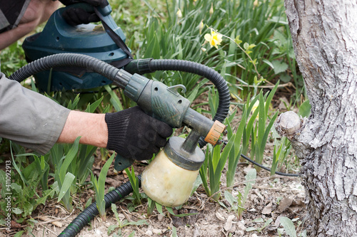 Spring work in the garden. Gardener's hand close up. Whitewashing fruit tree trunks with lime to protect against heat, sun, fungi, diseases and pests. Painting trees with a spray gun.