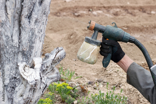 Spring work in the garden. Gardener's hand close up. Whitewashing fruit tree trunks with lime to protect against heat, sun, fungi, diseases and pests. Painting trees with a spray gun.