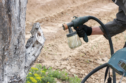 Spring work in the garden. Gardener's hand close up. Whitewashing fruit tree trunks with lime to protect against heat, sun, fungi, diseases and pests. Painting trees with a spray gun.