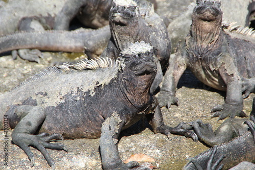 Marine Iguana s  on the Galapagos Islands.