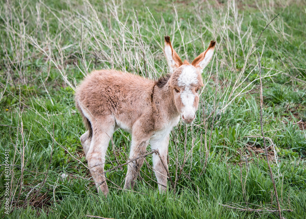 Little brown donkey baby staying in the grass Little brown donkey baby staying in the grass