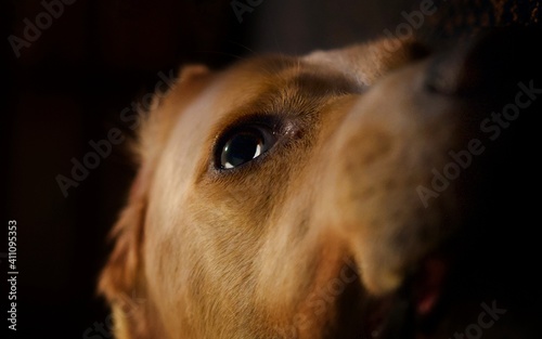 Dog close up shots from home