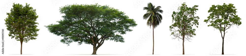 Obraz premium Tree leafy isolated on white background 