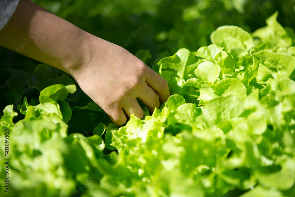 person holding a fresh lettuce